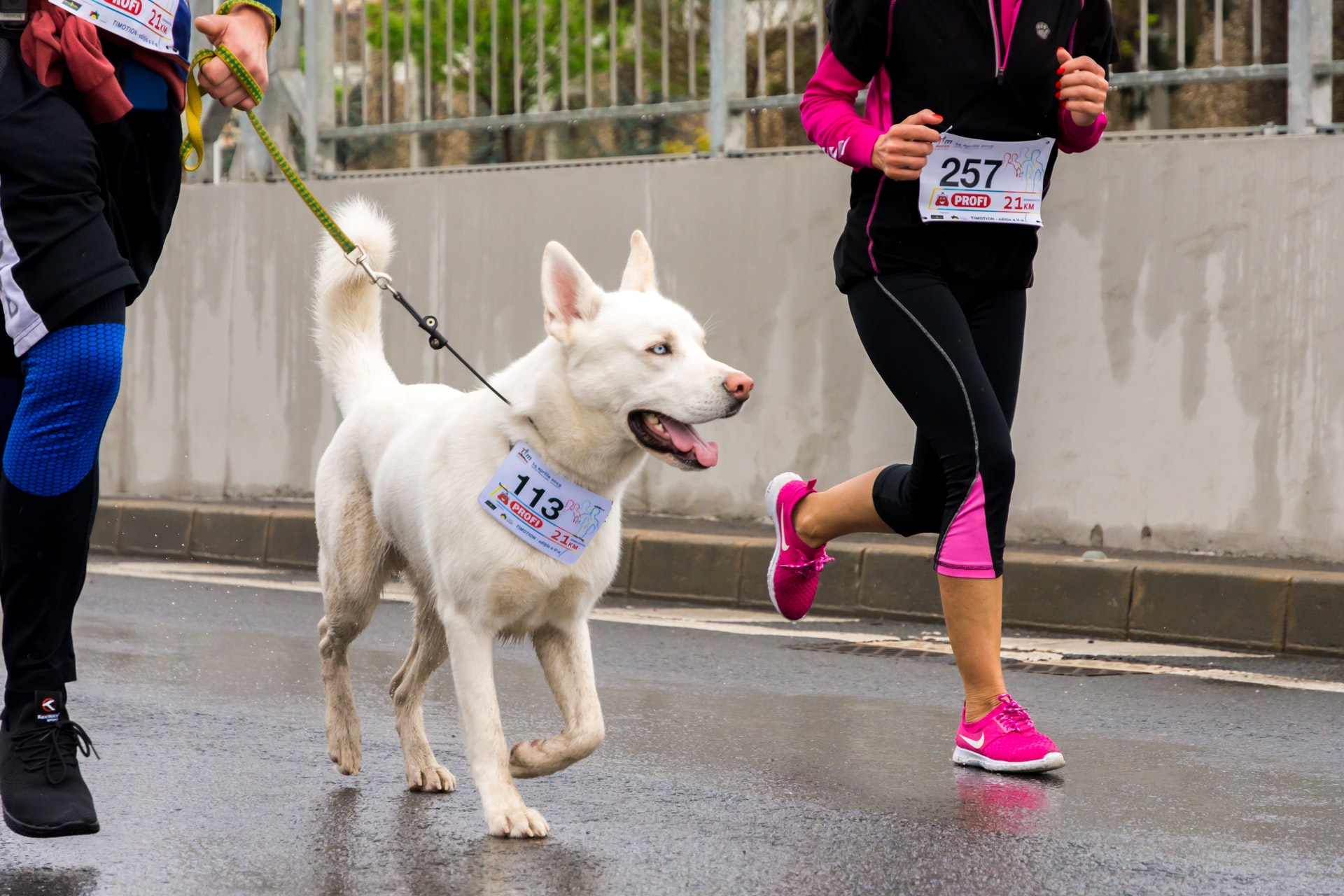 a dog running with a person in the background