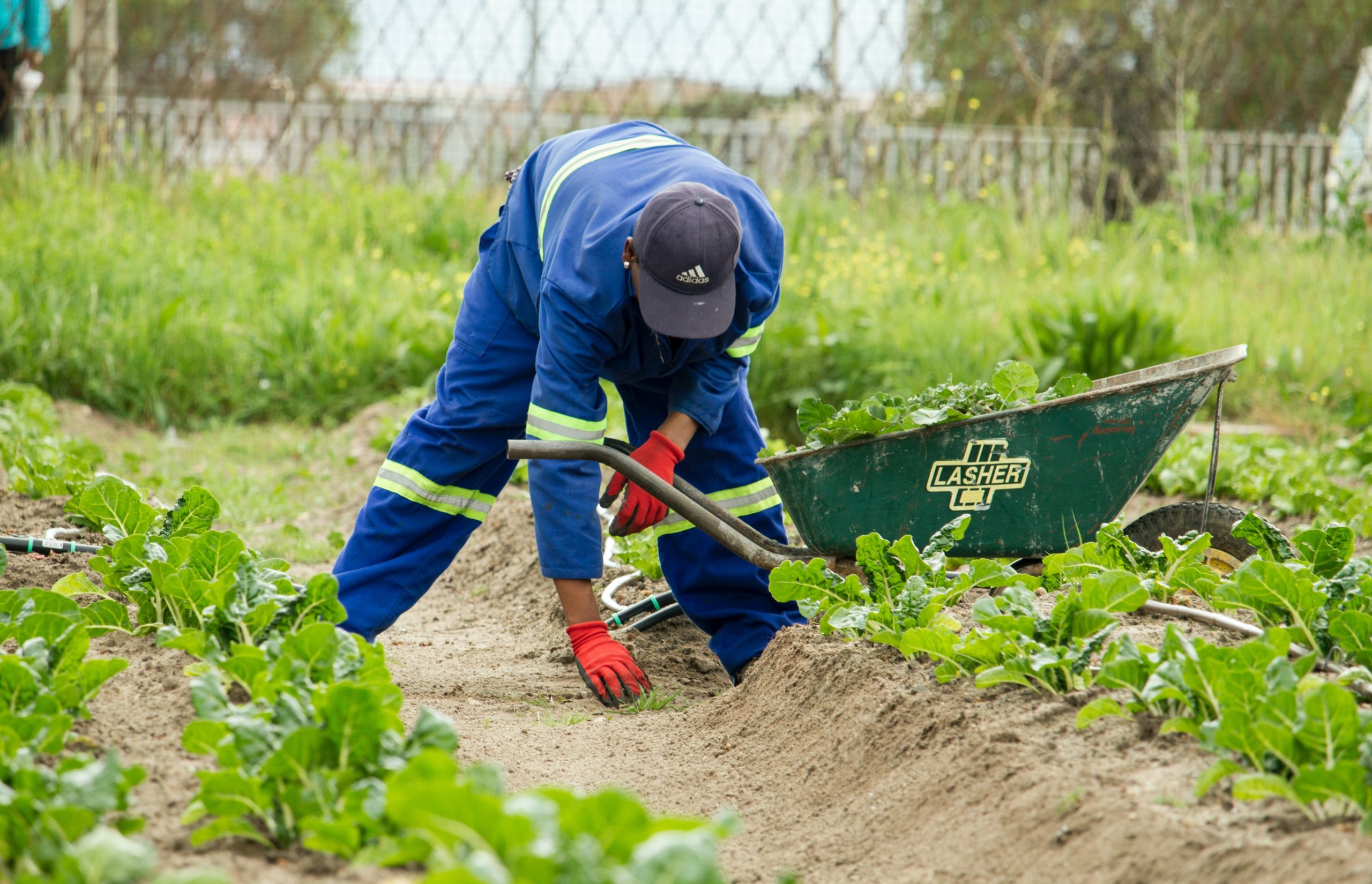 a person working in a garden